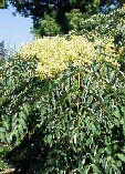 Aralia elata