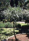 Cussonia paniculata