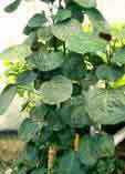 Polyscias balfouriana