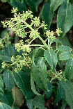 Pseudopanax.davidii