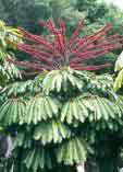 Schefflera actinophylla