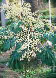 Tetrapanax papyriferus